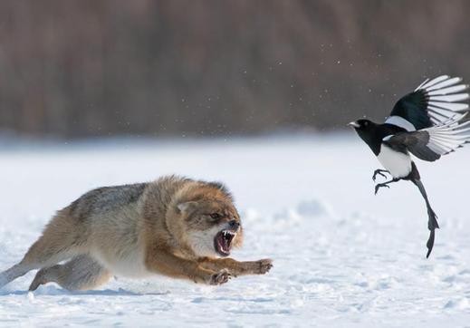 你需要通过好的交易策略像捕食者一样交易，而不是猎物